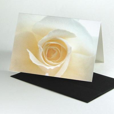 20 Traueranzeigen mit schwarzen Kuverts: weiße Rose