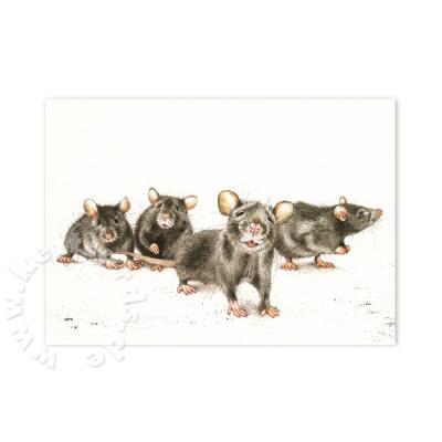 Postkarte: Ratten