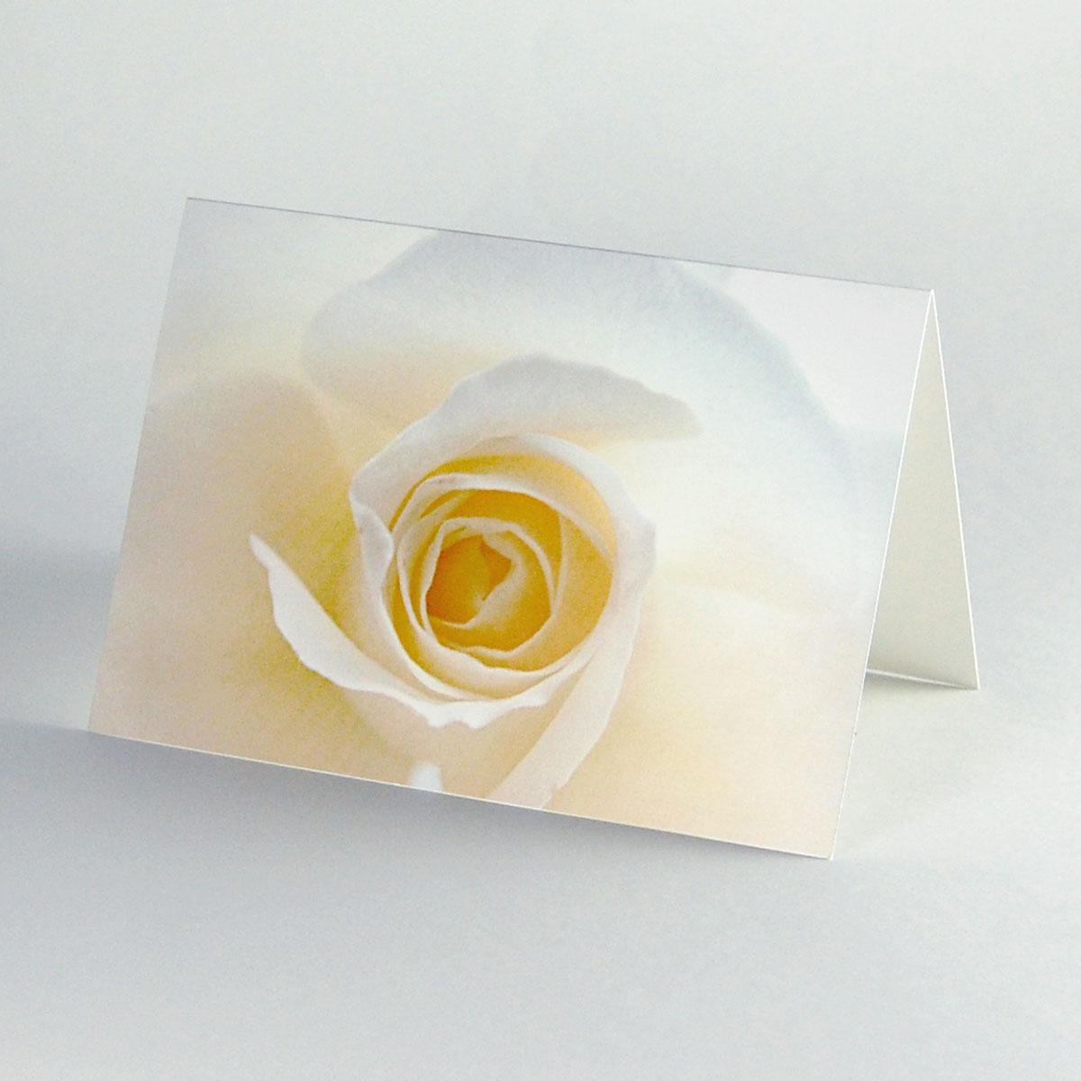 10 edle Karten mit Recyclingkuverts: weiße Rose