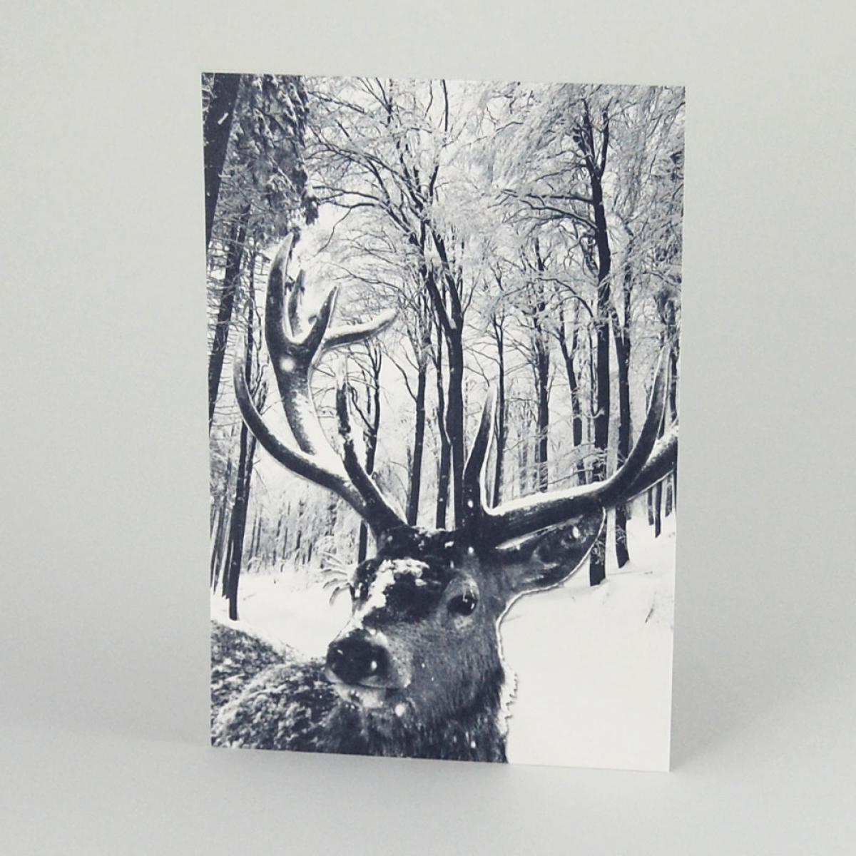 Winter-Postkarte mit Foto: Rehbock im verschneiten Wald